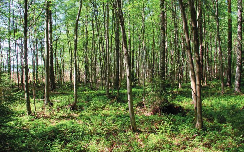 3. Tutkimusalue Suunniteltu ranta-asemakaava alue sijaitsee Päijänteen rannalla Asikkalan Salonsaaren länsiosassa.