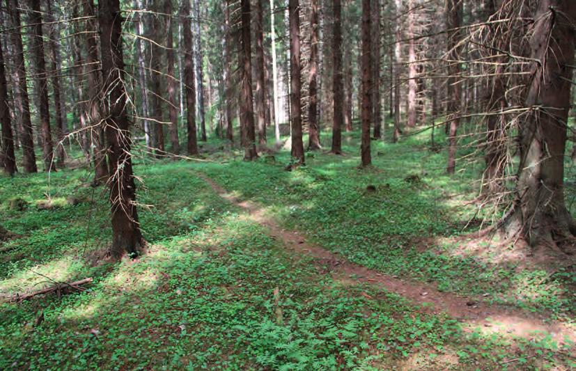 pohjukan välinen uoman osuus on perattu ja kaivettu joskus ja uoman reunalla näkyy vielä madaltunutta maa-ainesta. Uoma kulkee rinnealueella varttuneen kuusikon poikki.