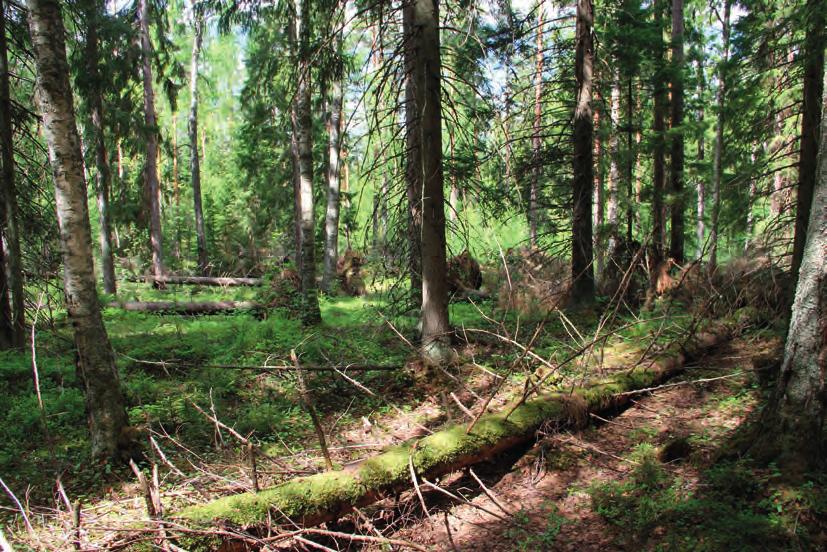 harvinaista korpisorsimoa, joka ei kuitenkaan ollut vielä kukassa viimeisellä käyntikerralla.