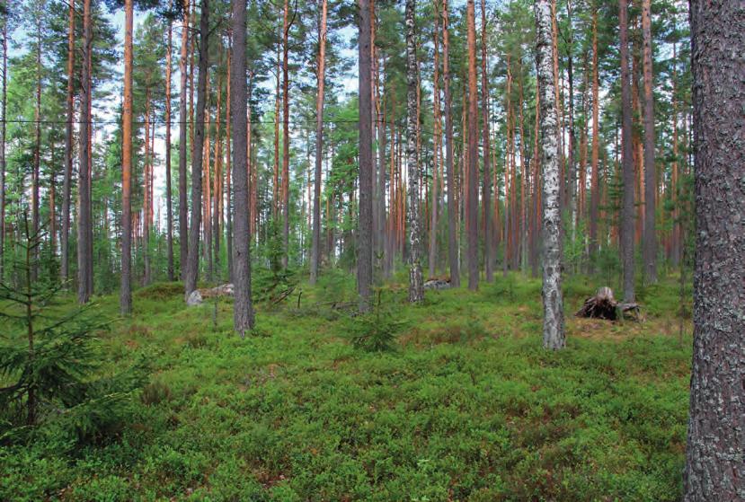 Vain noin hehtaarin alueella oli kolme peukaloisreviiriä ja yhdestä kaatuneesta kuusenjuurakosta löytyi peukaloisen pesä.