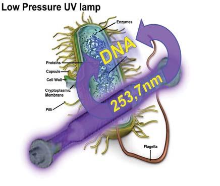 Perinteiset UV-säteilijät Perinteisesti on käytetty matalapainelamppuja Tuhoaa DNA ketjun, mutta jättää entsyymit uudelleenaktivoituminen 160% 140% Spectral data low pressure lamp Spectral output