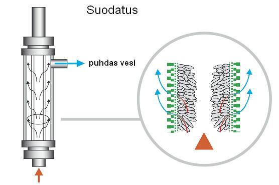 ANIMAATIO Bakteereista ja