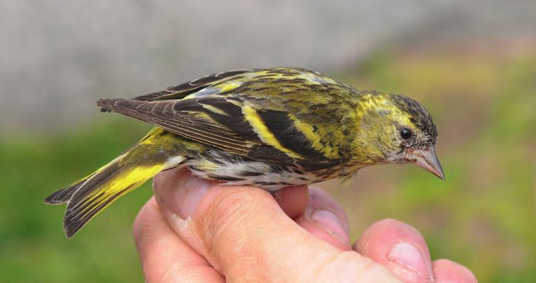 Taulukko 45. Tiklin Carduelis carduelis ikäluokkien ja sukupuolien kevätrengastuksien Kevät Ajoitus Sd N Koiraat Sd N Naaraat Sd N 2kv 2.5. 15 10 1.5. 8 4 8.5. 3 3 +2kv 27.4. 8 5 22.4. 7 2 29.4. 9 3 +1kv 25.