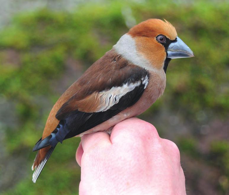 Urpiaisia Carduelis flammea rengastettiin alle 200 keväisin, ja valtaosa sai renkaan jalkaansa huhtikuun alussa (Kuva 44, Taulukko 47).