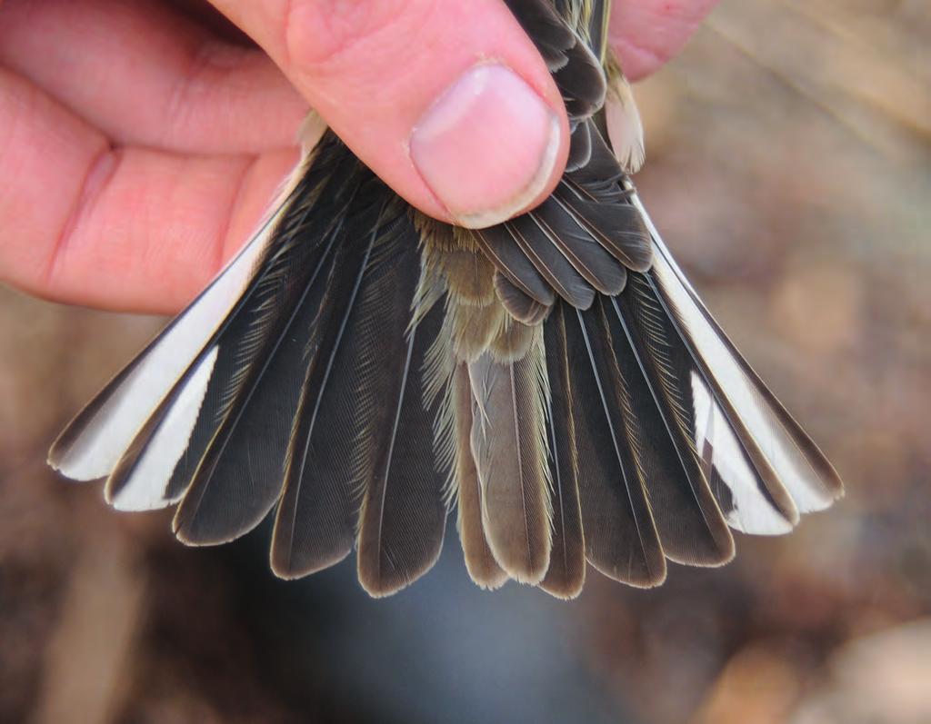 Pajusirkkuja Emberiza schoeniclus rengastettiin Hangossa suhteellisen vähän. Keväisin renkaan on saanut mukaansa vain 58 pajusirkkua. Pienestäkin aineistosta saadaan merkittäviä tuloksia.