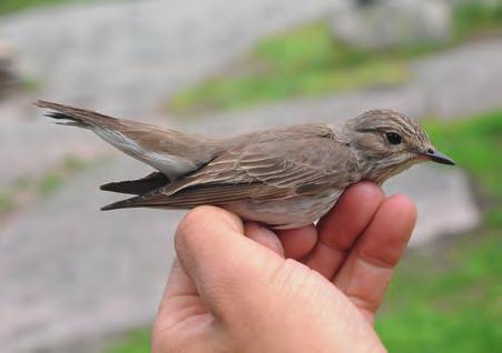 Kirjosieppoja Ficedula hypoleuca rengastettiin Haliaksella keväisin yhteensä 329 yksilöä, joista valtaosa toukokuun jälkipuoliskolla. Lajin ikäluokkien välillä ei havaittu eroa saapumisajankohdassa.