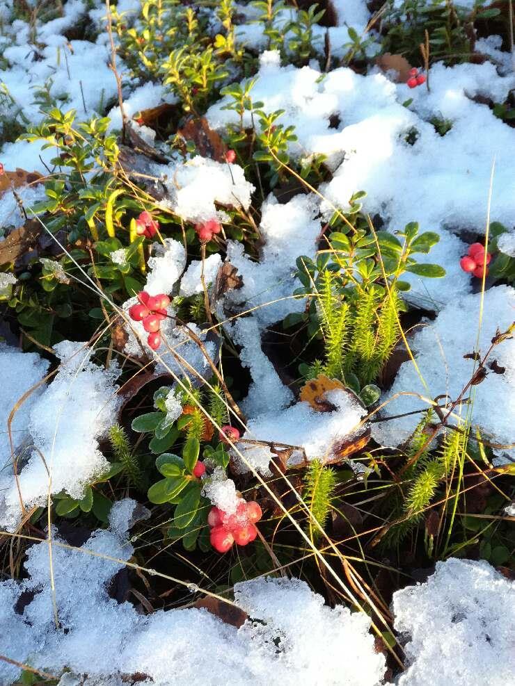 Yhdistys muisti Minnaa kauniilla orkidea-aiheisella korulla. Perus ja palpointikoulutuksiin syksyllä osallistui runsas joukko. Ilmeisesti koulutus tarvetta on.