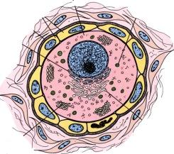 Ovariosykli (ovariecykel), munarakkulan ja munasolun kypsyminen Munasarjan kuorikerroksessa siis sijaitsevat sikiökaudelta saakka lepotilassa olevia
