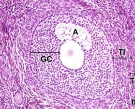 Folliculus ovaricus primarius, munarakkulan alkuaste (myöhäinen) Zona pellucida Follikulaari- eli granulosa soluja on monta kerrosta Primaari oosyytti