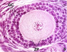 Granulosasolut Ross et Pawlina: Histology. A Text and Atlas.