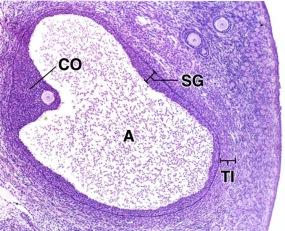 Munasolun soluliman (cytoplasma) soluorganellit lisääntyvät ja monipuolistuvat. Solukalvon alle ilmaantuu kalvon ympäröimiä eritejyväsiä (cortical granules).