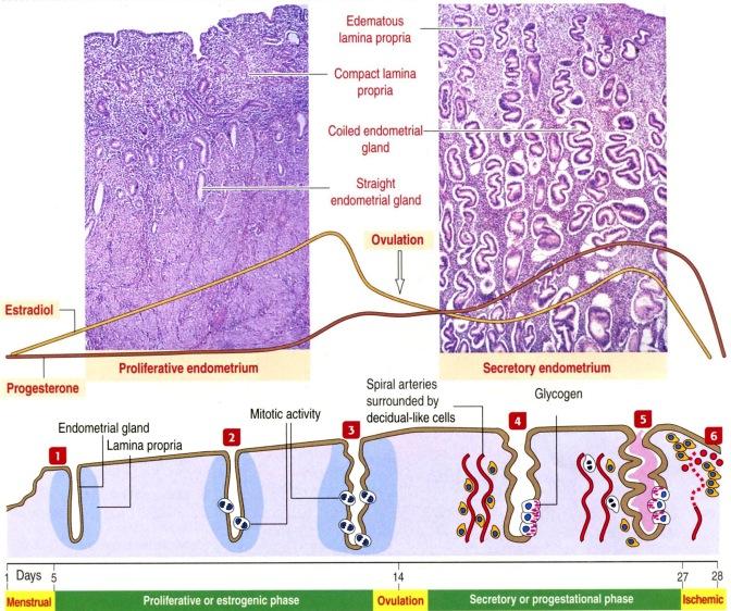 Endometrium Endometrium-nimityksellä siis kutsutaan kohdun limakalvoa (livmoderslemhinna).