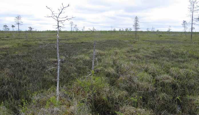 Lannanhaaranaapa. Osa-alue 3 Saukkoaapa Pienen Ahmalammenaapa Tätä suunniteltua voimajohtolinjan väliä hallitsevat laajat mesotrofiset aapasuot sekä ojitetut metsät.