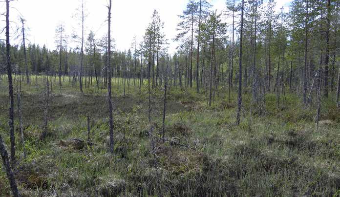 Varpuselän eteläpuolella olevaa rämeen ja nevan reunaa. Osa-alue 4 Lannanhaara Nuolivaara Tämä osa-alue on selkeästi monimuotoisin metsäisten luontotyyppien kannalta.