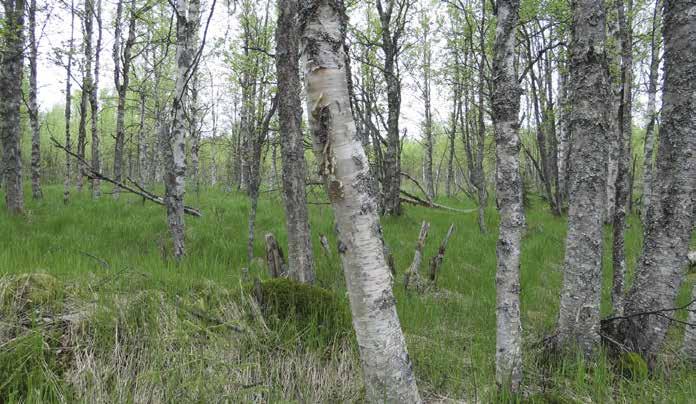 Ojitettua entistä ruoho- ja heinäkorpea. Varpuselän kaakkoispuolella on yksi monimuotoisimpia alueen luontokohteita. Alue on ojitettu, mutta tästä huolimatta kohde on hyvin monimuotoinen.