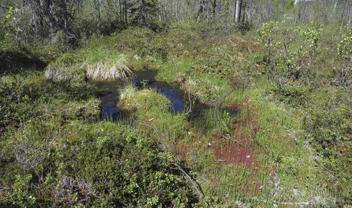 Putkilokasveista lähteen ympäristössä esiintyy järvikortetta ja kurjenjalkaa. Lähde sijaitsee 10 metrin päässä kaivetusta ojasta. Huolimatta tästä lähde on säilyttänyt luonnontilaisuutensa.