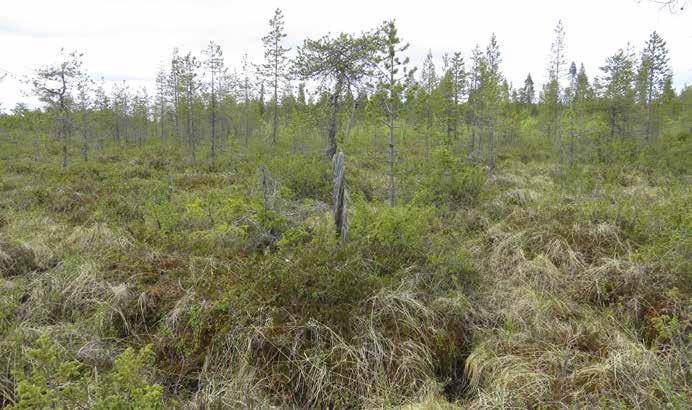 Todennäköisesti lähteen ansioista suolle on kehkeytynyt pienialainen mätäs-välipintainen lettonevaräme. Siellä kasvaa kitukasvuista mäntyä sekä katajaa.