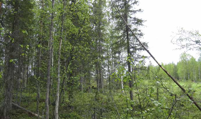 Muuta lajistoa ovat metsätähti, kultapiisku ja maitohorsma. Kenttäkerroksessa metsänliekosammal on valtalajina. Puusto on pääasiassa varttunutta kuusta sekä koivua. Lehto on vanhaa sähkölinjaa vasten.