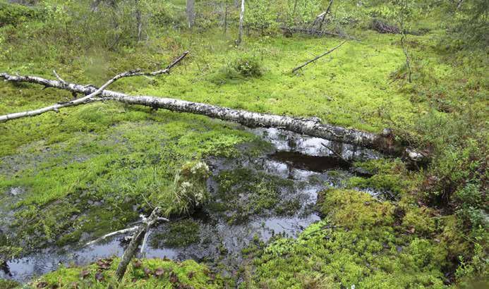 Purkautumispinnan koko on 4 m² ja se erottuu selkeästi maastosta. Itäisemmän mesotrofisen lähteen purkautumispinta on 4 m². Edellä mainittujen lajien lisäksi on lähdelehväsammalta.