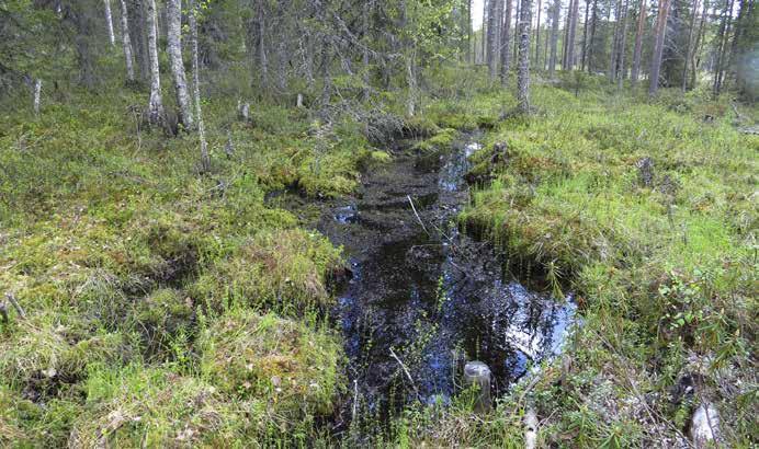 Ympäriltä on hakattu puustoa, joten kohde ei ole täysin luonnontilainen. Suojeluperuste / arvotus (1 3): Kyseessä on metsän monimuotoisuuskohde.