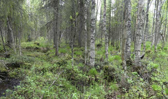 Pensaskerroksessa on paikoin tuomea, pihlajaa ja katajaa.