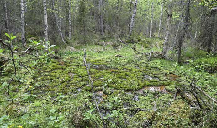 11. Meso-eutrofinen lähde (P 7415252 E 536549) [VU] Ojituksen yhteydessä käsitellyn luonnonpuron laiteilla oleva lähde.