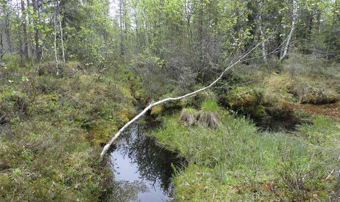 Lähteen kokonaiskoko on 5 m x 4m. Ojitus on kuivattanut lähdettä, ja on erotettavissa lähteen pinnan mataloituneen 70 cm alemmaksi.