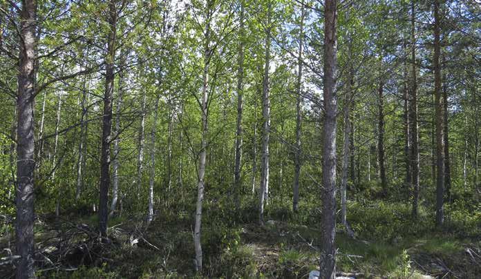 Alueen tyypillistä metsää. Kuvassa harvennettua mustikkaseinäsammaltyypin metsää.