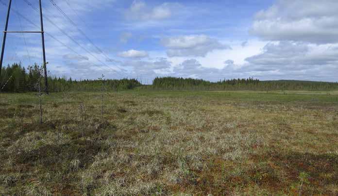 Isonmaanaavan kalvakkarahkanevaa.