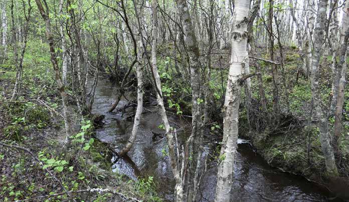 Saukko-ojan reunuskasvillisuutta. Ojitusalueiden metsät ovat lajistoltaan hyvin monotonisia. Isovarpuisuus vallitsee kasvullisesti heikoimmilla alueilla.