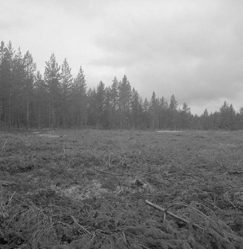 rantavalli ja etualalla koekuoppa 8, kuvattu