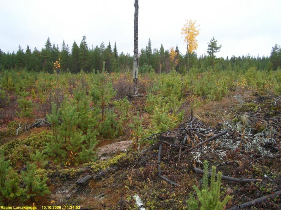 71 RAAHE 84 PIRTTIHAUDANKANGAS W 4 kivikautinen asuinpaikka 2441 07 KETUNPERÄ x: 7160 21 y: 2527 41 z: 45 ±1 m p: 7162 32 i: 3383 46 Jussila T 2006 inventointi Muinaisen