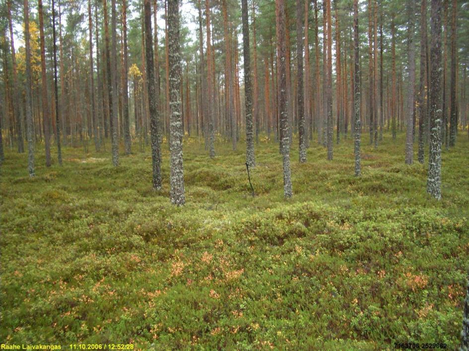 Paikalla on loivasti lounaaseen, suohon viettävällä kankaalla, metsätien eteläpuolella asumuspainanne ja sen liepeillä pari