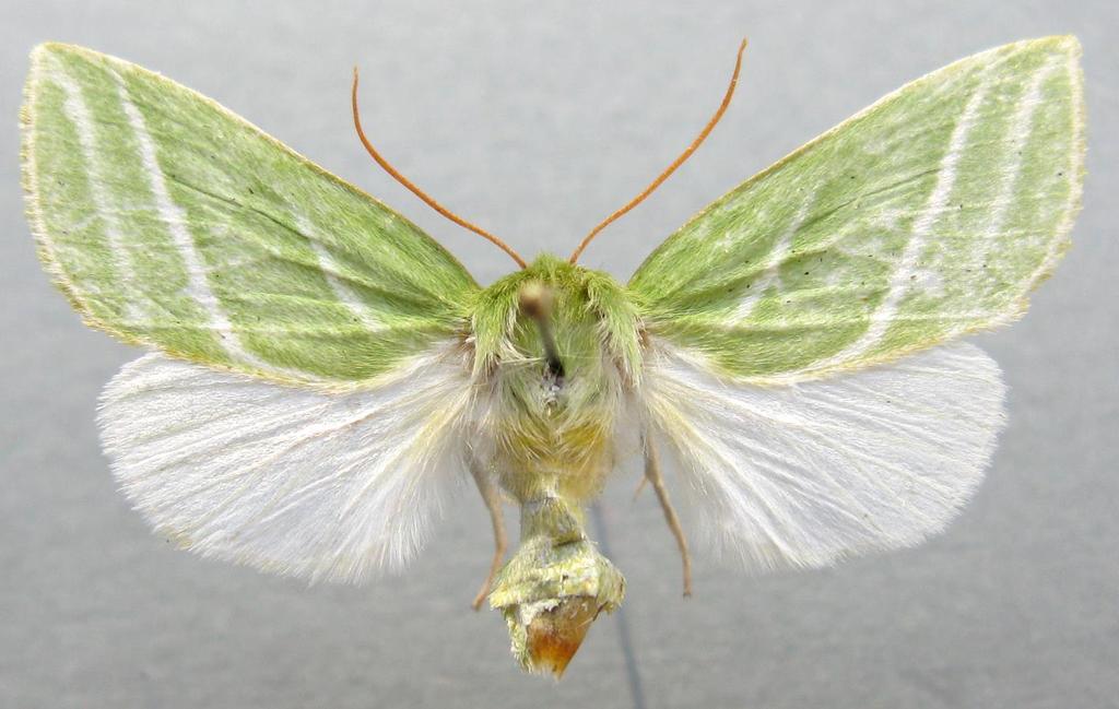 Melko tavallinen koivuvenhokas (Pseudoips