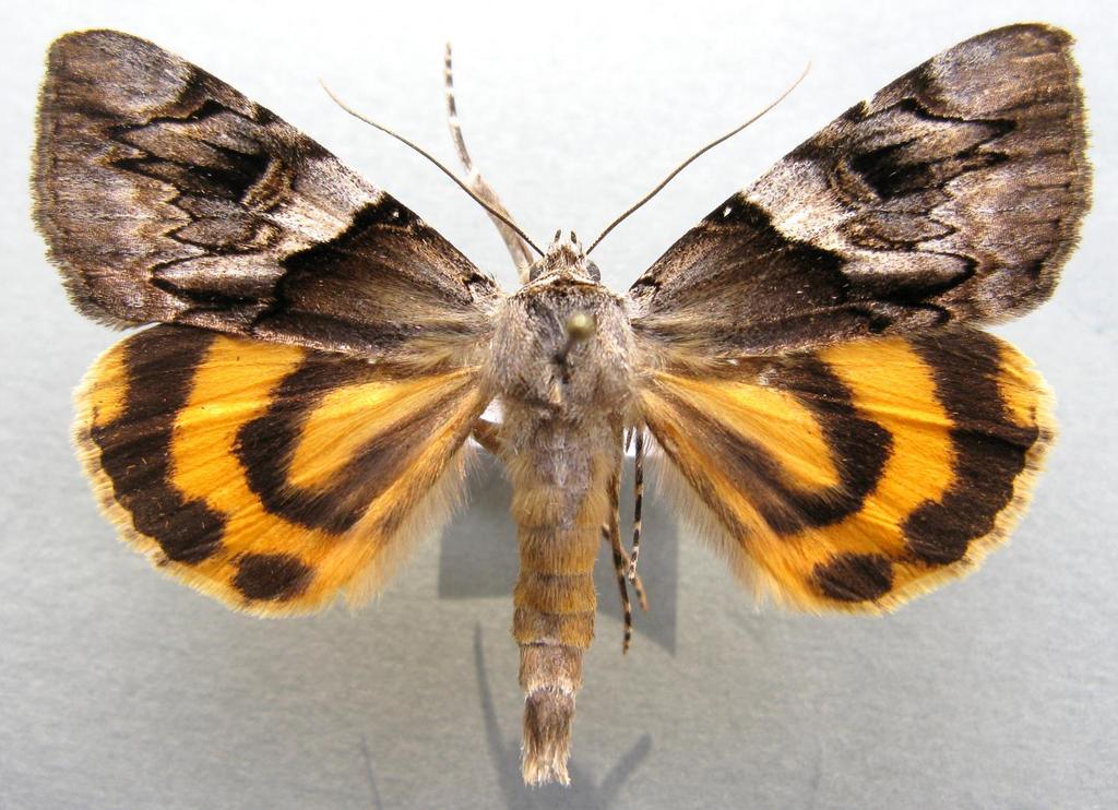 Suomen yöperhosissa keltaritari (C. fulminea) on yksi hienoimmista.