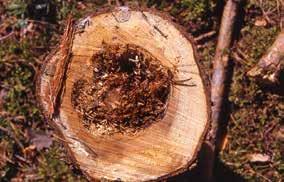 Mesisienilaho on tumman ruskeaa (juurikääpälaho vaalean ruskeaa). Mesisienilahossa raja terveen ja lahon puun välillä on jyrkkä.