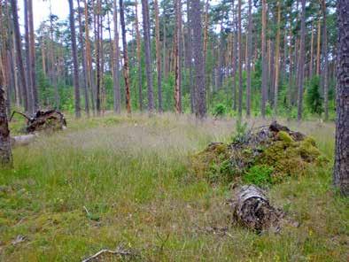 Pesäkkeen reunoilla on mäntyjä, joiden neulaset ovat jo ruskettuneet, sekä vielä vihreitä, mutta selvästi harsuuntuneita puita.