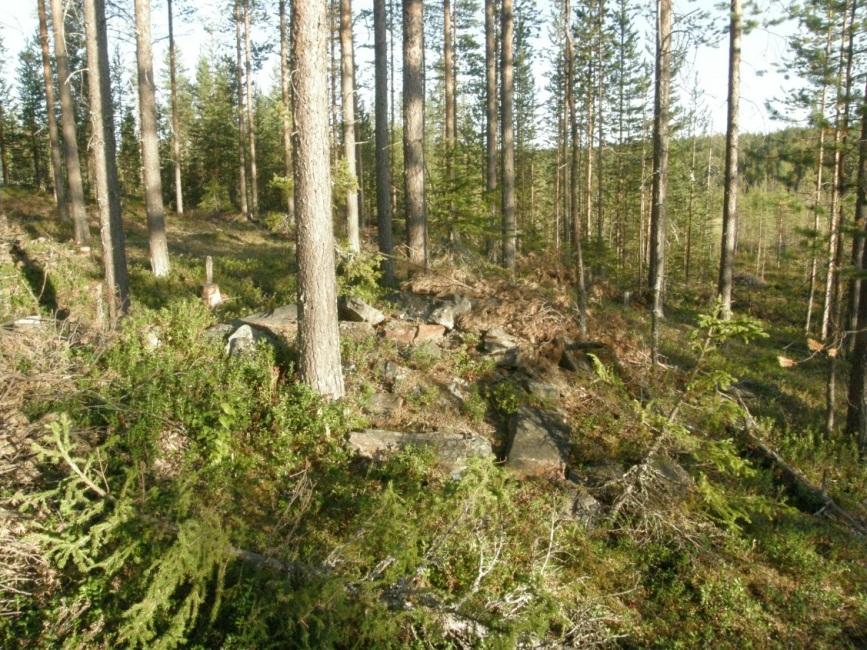 31 Sammallampi 3b. Tulisijan jäännökset. Romahtaneen tulisijan keskellä kasvaa mänty. Kuvattu itäkaakkoon. Sammaloja 3c.