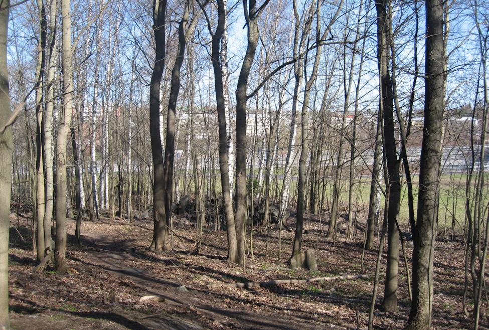 Istutetuista puista valtaosa on vaahteroita, mutta joukosta löytyy myös sembramäntyjä sekä hevoskastanja.