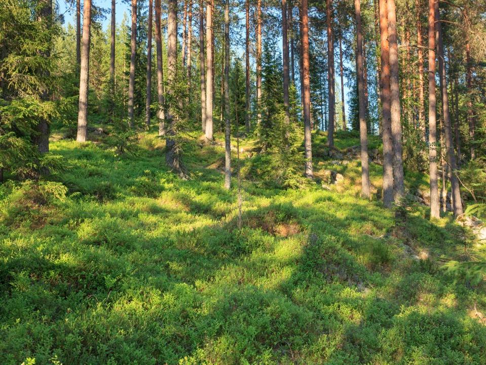 Päihde- ja mielenterveysjärjestöjen toimintaprofiilit