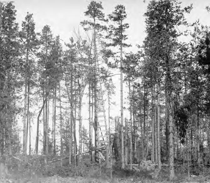 SUOMALAISEN TYKISTÖTAKTIIKAN JUURET Vapaussodassa tulta johdettiin kiinteistä tulenjohtopaikoista. Tässä tähystys- ja tulenjohtotorni Ahvolassa Karjalan kannaksella. Kuva Sotamuseo.