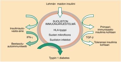 Kuva 1. Hypoteesi ravintoperäistä lehmän insuliinia kohtaan syntyvän immuunivasteen yhteydestä insuliinispesifisen autoimmuniteetin ja tyypin 1 diabeteksen syntyyn.