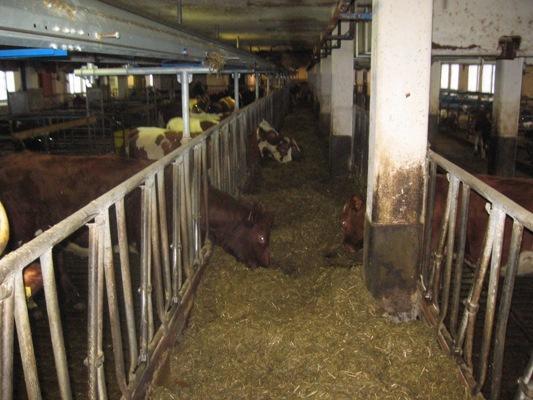 53 KUVIO 12. Hiehojen ruokinta Suontaan kartanossa. Navetassa oli hiehoja neljässä osastossa, pikkuvasikat olivat ryhmäkarsinoissa ja suuremmat hiehot makuuparsipihatossa.