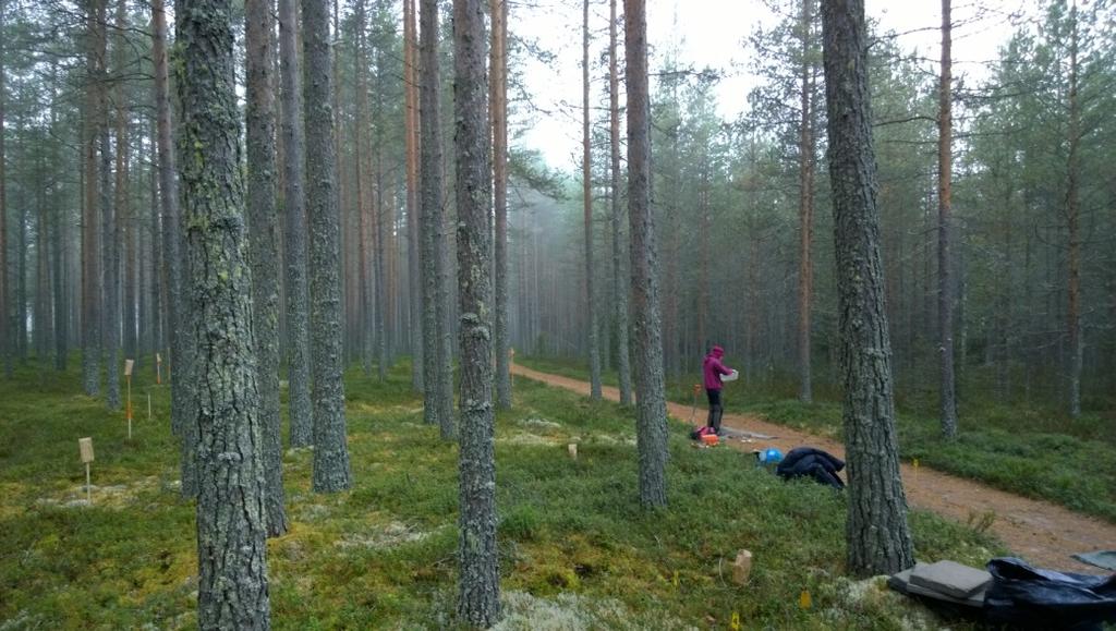 palaneita kiviä. Löytöalue rajattiin 109 x 11 metrin suuruiseksi.