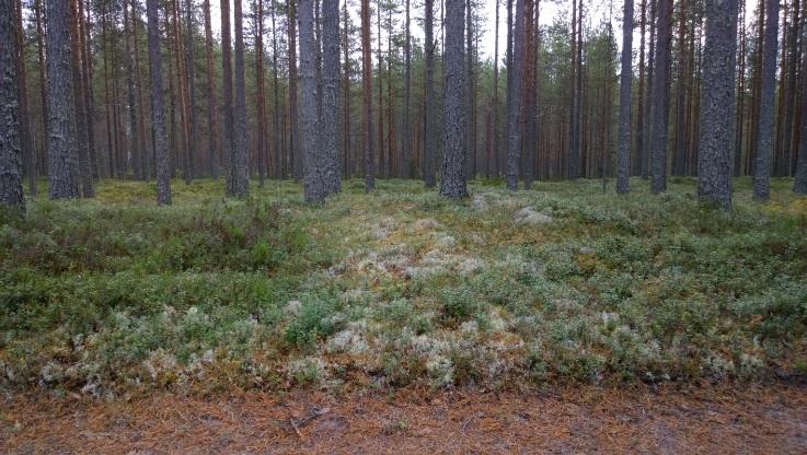 Löydöt olivat 25 metrin etäisyydellä toisistaan, 300-325 metriä lounaassa olevasta Mustaojasta koilliseen.