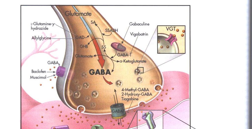 Gamma-aminovoihappo, GABA Aivojen tärkein inhibitorinen