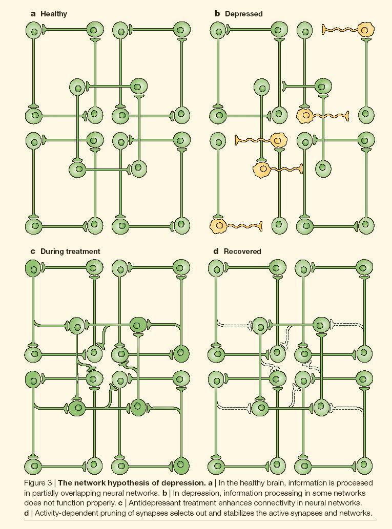 Kaikki masennuslääkkeet stimuloivat hermokasvutekijöiden aktiviteettia.
