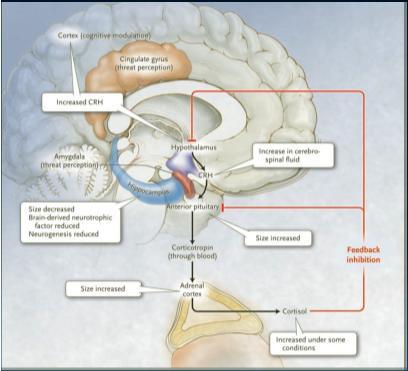 Is mood chemistry? Nat Rev Neurosci. 2005;6:241-6.