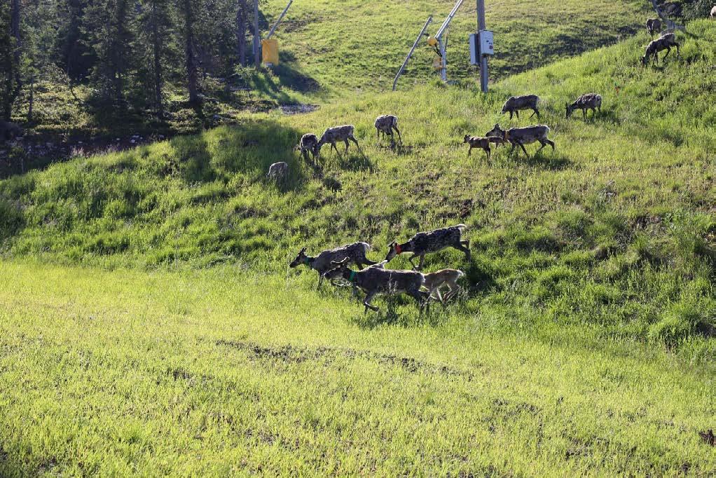35TYmpäristövaikutusten arviointiohjelma 89 5.7.5 Yleisesti porojen laiduntamisesta ja poronhoidosta Poroilla ja sitä myötä poronhoidolla on selvä vuodenaikainen rytmi.