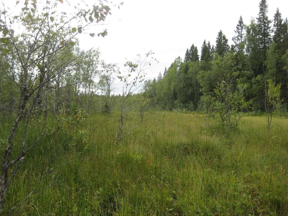 106 35TYmpäristövaikutusten arviointiohjelma Kuva 65. Näsiänojan varren avoluhtaa johtoreitin läheisyydessä. Näsiänojan reunaosat ovat tyypiltään ruohokorpea. Näsiänoja virtaa Natura-alueelle.
